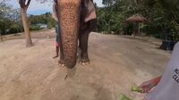 Watch Onlyfans Hermione Potter Phuket Thailand Blowjob Riding Hardcore Babe Cute Naturaltits Doggy Licking On
